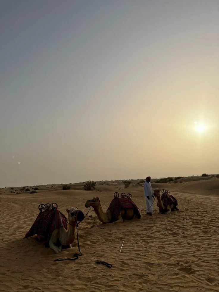 Sunset Camel Trekking