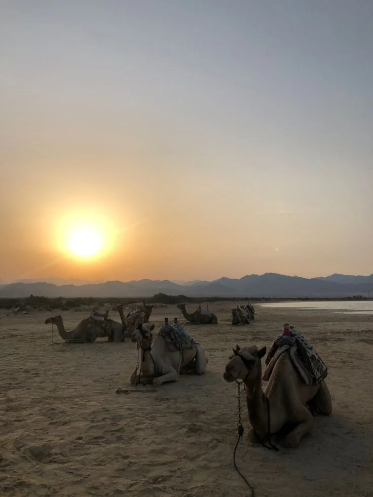 Sunset Camel Trekking